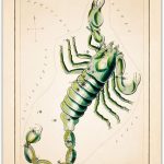 Buzz Unplugged Scorpio Zodiac Astrology Poster: Unique Astronomy Boho Wall Art Poster for Home, Office, Bedroom & Living Room Decor - Unframed Posters 8x10 - Scorpio Canvas for men