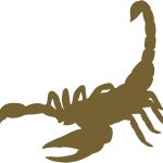 Scorpion Silhouette Scorpio Car Vinyl Decal Water Bottle Tumbler Vehicle Sticker - Scorpio Sticker for men