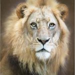 Trademark Fine Art Canvas Wall Art - Linda D Lester 'Portrait Of A Young Male Lion' Wall Art for Living Room, Bedroom, or Office Décor - Leo Canvas for men
