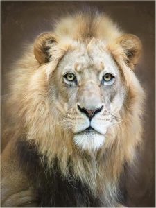 Trademark Fine Art Canvas Wall Art - Linda D Lester 'Portrait Of A Young Male Lion' Wall Art for Living Room, Bedroom, or Office Décor - Leo Canvas for men