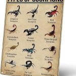 Homely Accents Types of Scorpions Metal Tin Sign, Vintage Poster for Educational Decor Gift for Scorpion Enthusiasts and Biologists, Farm Classroom Wall Decor 8x12 inches - Scorpio Canvas for men