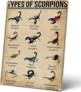 Homely Accents Types of Scorpions Metal Tin Sign, Vintage Poster for Educational Decor Gift for Scorpion Enthusiasts and Biologists, Farm Classroom Wall Decor 8x12 inches - Scorpio Canvas for men