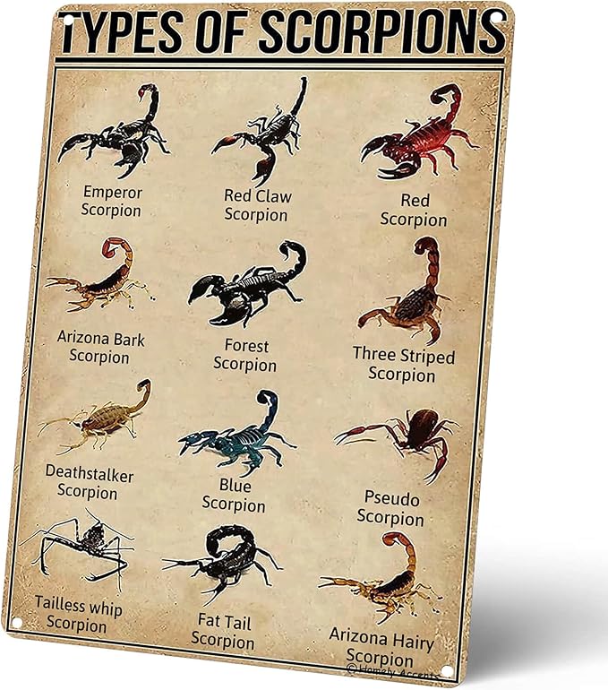 Homely Accents Types of Scorpions Metal Tin Sign, Vintage Poster for Educational Decor Gift for Scorpion Enthusiasts and Biologists, Farm Classroom Wall Decor 8x12 inches - Scorpio Canvas for men