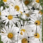 Daisy Flower Wall Art Virgo star map the virgin August 23-September 22 zodiac astrology Hanging Wall Sign 8 x 12 Decor Funny Gift - Virgo Poster for men